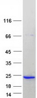 proto14810 cplx1 human recombinant protein