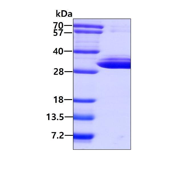 3ug by SDS-PAGE under reducing condition and visualized by coomassie blue stain