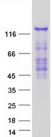 proto14827 rasgrf2 human recombinant protein