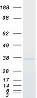 proto14893 gemin 2 gemin2 human recombinant protein