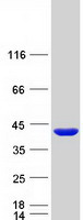 Coomassie blue staining of purified GIPC1 protein