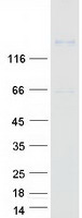 Coomassie blue staining of purified PCDH17 protein