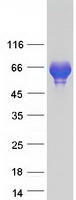 proto14994 synapsin iii syn3 human recombinant protein