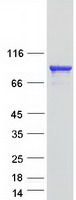 Coomassie blue staining of purified KIF3B protein