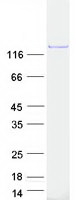 proto15067 pfas human recombinant protein