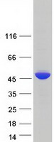 proto15160 polr1c human recombinant protein