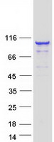 proto15195 vill human recombinant protein