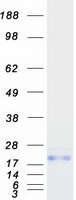 proto15205 ubiquitin d ubd human recombinant protein