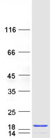 Coomassie blue staining of purified PFDN6 protein