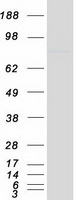 proto15226 nkrf human recombinant protein