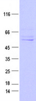 proto15229 kynurenine 3 monooxygenase kmo human recombinant protein