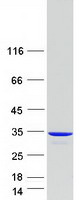 Coomassie blue staining of purified CLIC2 protein (Cat# PROTO15247)