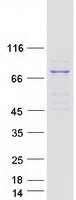 Coomassie blue staining of purified ACOX3 protein