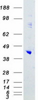 proto15264 sapk4 mapk13 human recombinant protein