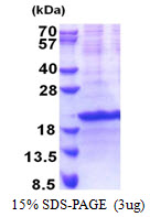 3ug by SDS-PAGE under reducing condition and visualized by coomassie blue stain