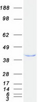 proto15372 eif3s3 eif3h human recombinant protein