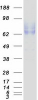 Coomassie blue staining of purified SIGLEC5 protein