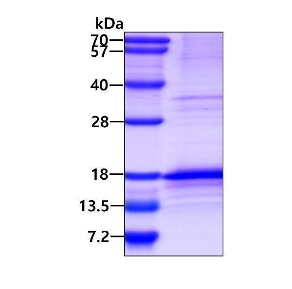 3ug by SDS-PAGE under reducing condition and visualized by coomassie blue stain