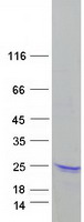 proto15511 p16 arc arpc5 human recombinant protein