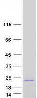 proto15525 mafg human recombinant protein