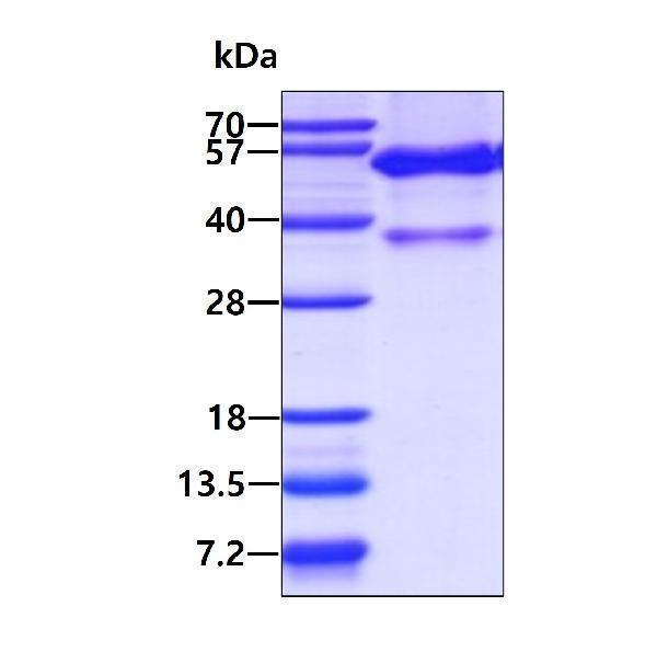 3ug by SDS-PAGE under reducing condition and visualized by coomassie blue stain