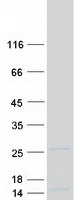 proto43181 ndufs4 human recombinant protein
