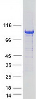 Coomassie blue staining of purified ARHGAP6 protein