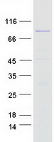 proto43196 msh5 human recombinant protein