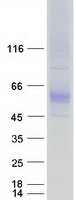 proto43246 slc7a4 human recombinant protein