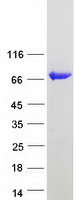 proto43252 papss1 human recombinant protein