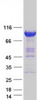 Coomassie blue staining of purified ZW10 protein