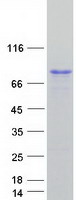 proto43281 efs human recombinant protein