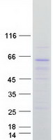 Coomassie blue staining of purified ARHGEF9 protein