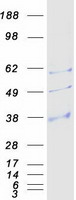 Coomassie blue staining of purified AQP9 protein