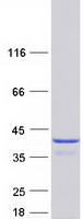 proto43396 txnl1 human recombinant protein