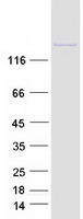 proto43426 synaptojanin synj1 human recombinant protein