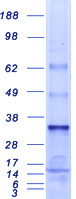 proto43513 crsp9 med7 human recombinant protein