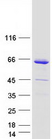 Coomassie blue staining of purified WIPF1 protein
