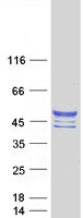 proto43529 chst10 human recombinant protein
