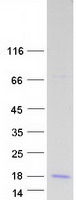 proto43555 gnrh2 human recombinant protein