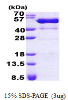 3ug by SDS-PAGE under reducing condition and visualized by coomassie blue stain.