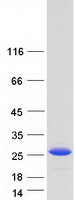 proto43598 rcl dnph1 human recombinant protein