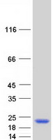 proto43617 trappc3 human recombinant protein