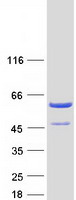 Coomassie blue staining of purified NCK2 protein