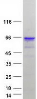 proto43670 znf207 human recombinant protein