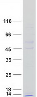 proto43677 ndufc1 human recombinant protein