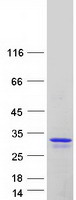 proto43680 tcf21 human recombinant protein
