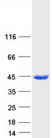 proto43681 get3 human recombinant protein