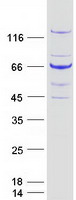 Coomassie blue staining of purified BUB1 protein
