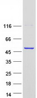 Coomassie blue staining of purified CYTH3 protein